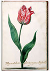 Tulipa Candida, c. 1630