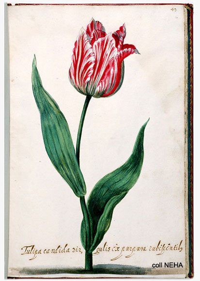 Tulipa Candida