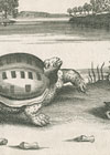 De 'vliegende schildpadden' van Henan