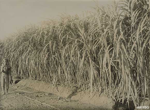 Planting Sugar Cane, Madura